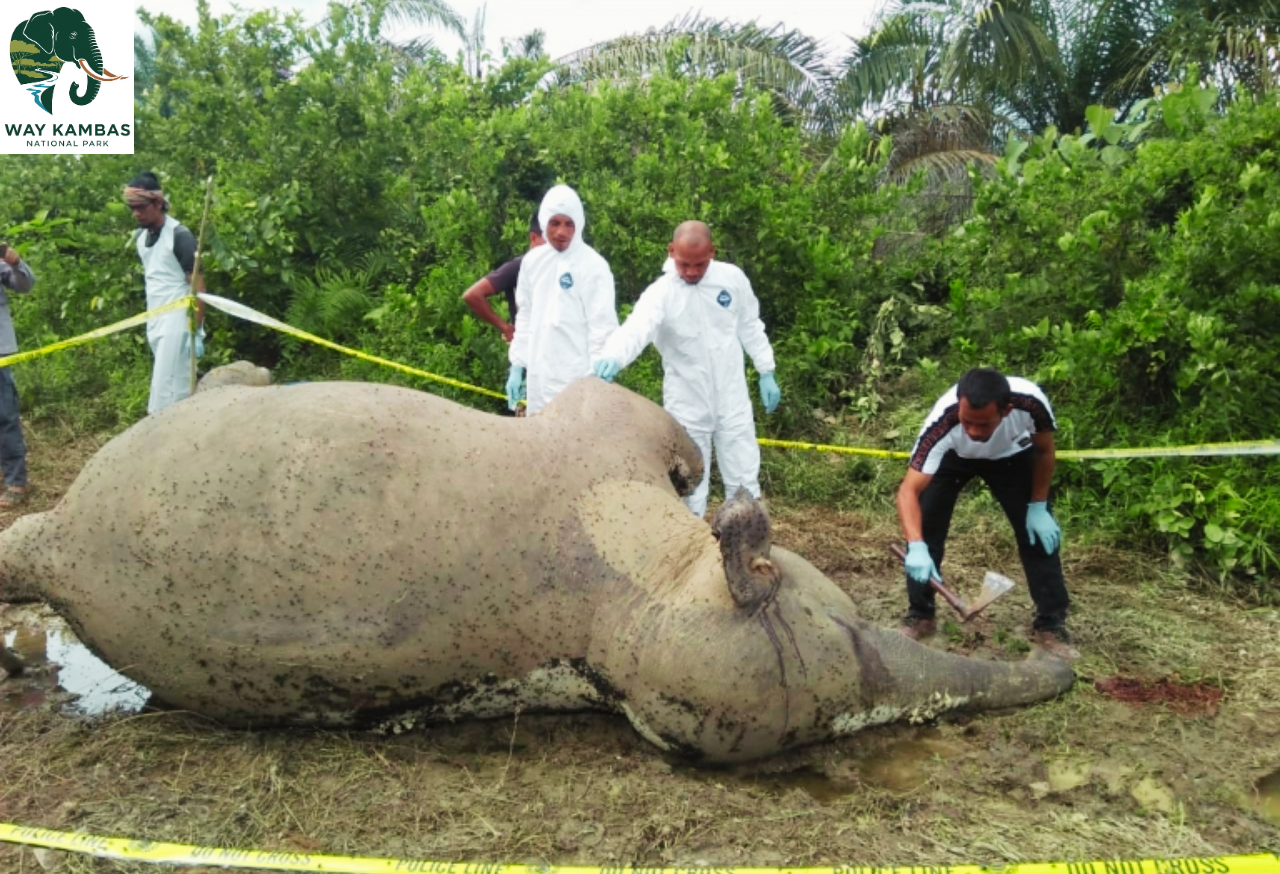 Konflik Hewan dan Manusia