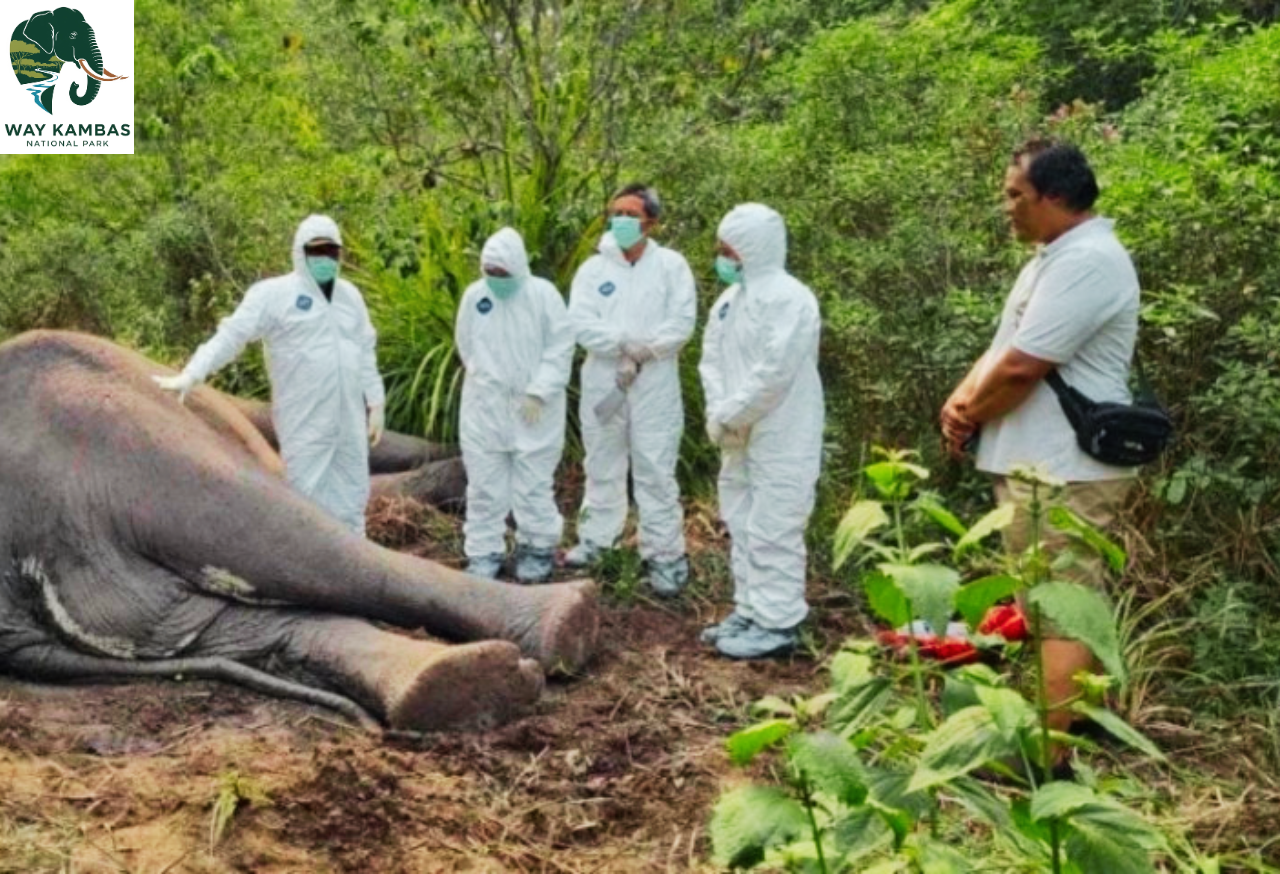 Tim Medis - Way Kambas